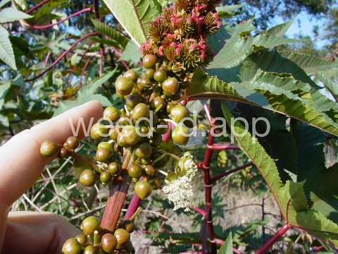 castorbean